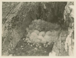 Image: Brant's Nest